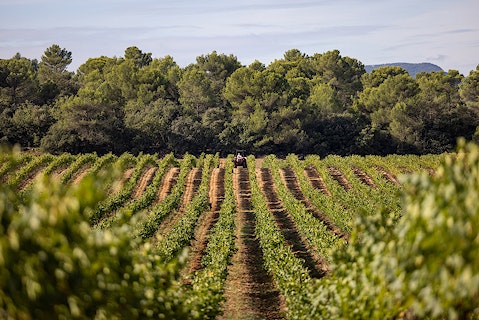 Our french winery in Provence